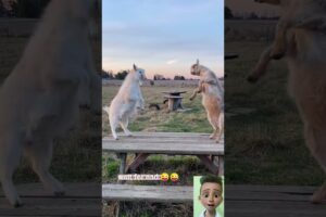 goats are playing 🤣 🤣#goat #viral #animals #panda #cat #dog #lion #bear  #video #funny #shorts