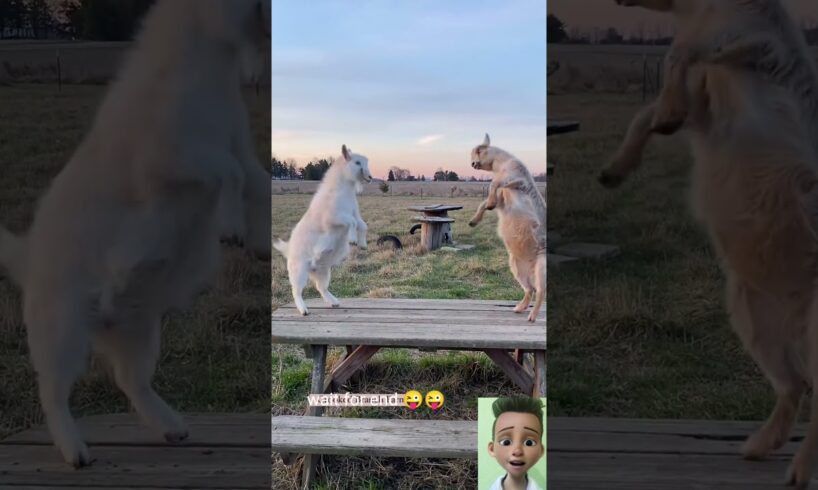 goats are playing 🤣 🤣#goat #viral #animals #panda #cat #dog #lion #bear  #video #funny #shorts