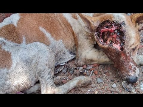 horrible wound by maggots 🥺 rescued by us 🐾