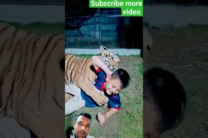 kid playing with tiger 🐅 #shorts #animals #tiger #shortvideo #youtubeshorts