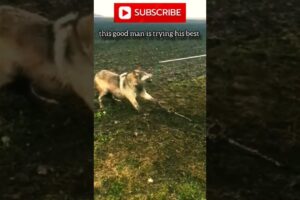 man rescues wolf | beautiful animals #nature #wildlife #animals