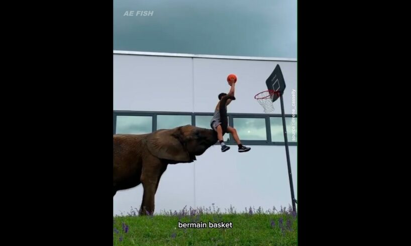 momen unik persahabatan gajah dengan manusia #animals