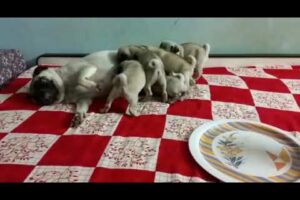 mummy and cute puppies ❤️😍 #like #share #subscribe 👍