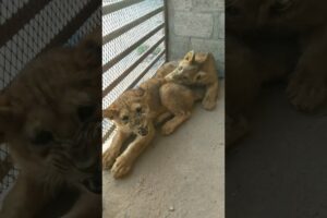 playing with Lion cub #animals #lioncubs #lion #shorts #short #shortvideo