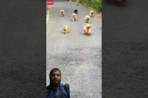 #puppy #goldenretriever #dog #comedy #funny #ytshorts | A group of cute puppies running forward |