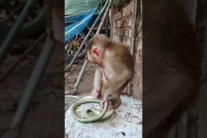 #shorts #viral #youtubeshorts #monkey #shortsvideo #monkeys #monkeyvideo #animals