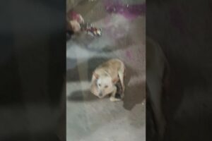 #shorts #ytshorts #shortvideo #doglover #viral #streetdog #youtubeshorts