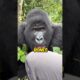 silver back ape #gorilla #animal