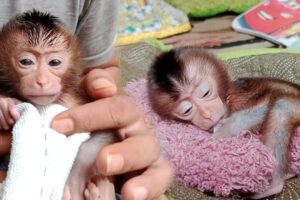 tired of playing with moni and mino, the newborn baby monkey was bathed and went straight to sleep