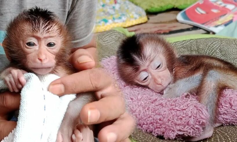 tired of playing with moni and mino, the newborn baby monkey was bathed and went straight to sleep