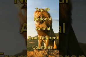 "top 10 national animal from different countries " #shorts #top #nationalanimals #animals