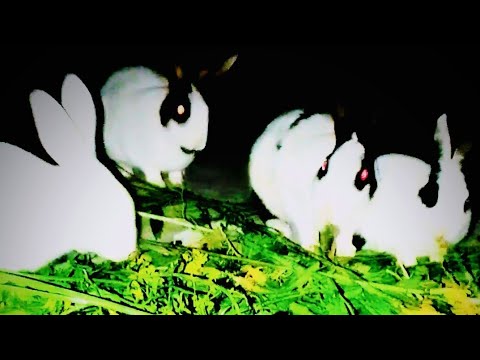 wild Rabbits Playing #wildlife #bunny #rabbits #animals