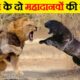 कौन जीतेगा जब जंगल के दो महादानव भिड़ेंगे आपस में? | Fight Between Lion and Black Panther