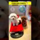 चिंटू और लुसी मज़ेदार कुत्ते 🐕 Cute funny puppies like cartoon  #cutedog #cutepuppies #foufoupuppy