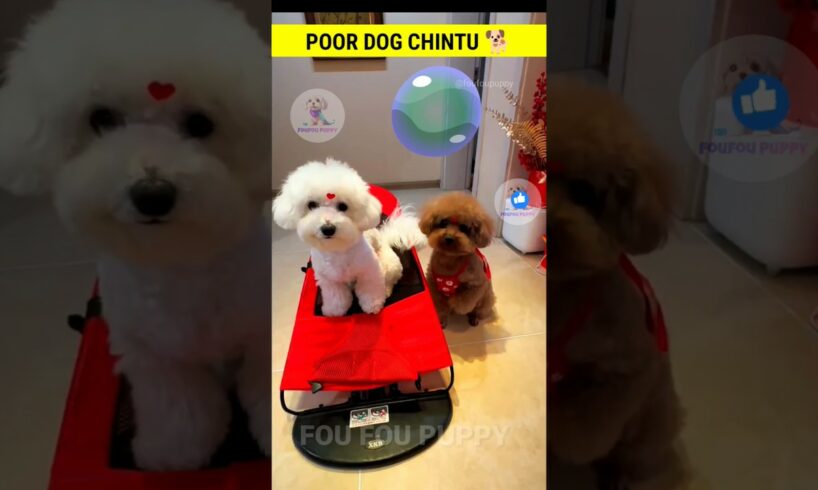 चिंटू और लुसी मज़ेदार कुत्ते 🐕 Cute funny puppies like cartoon  #cutedog #cutepuppies #foufoupuppy