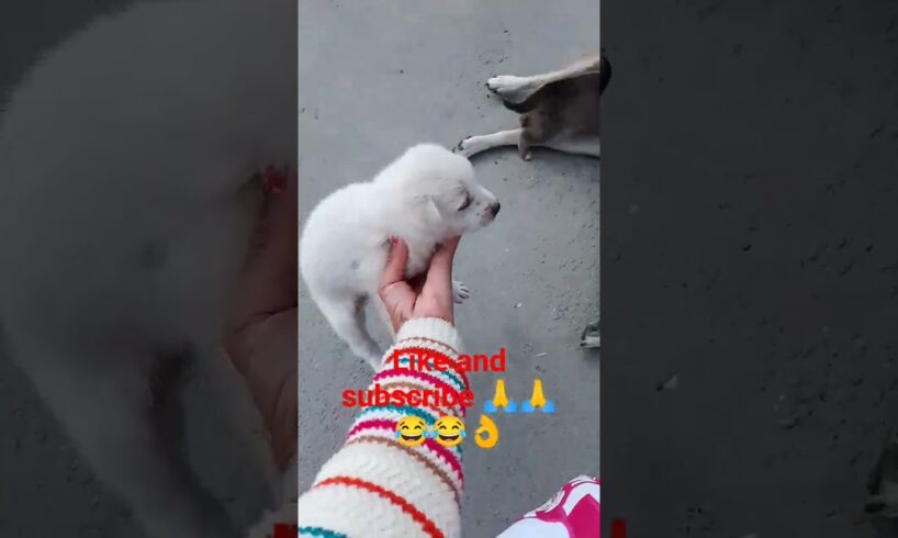 दूध piye gye 👌😂Viral #cute #puppies #shortclips #youtubeindia #braking #funny #trending 👌👌👌😂😂🙏