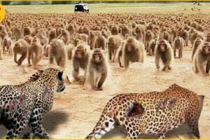 10 Incredible Moment Leopards Fights With 100 Baboons And Other Predators | Animal Fights