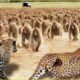 10 Incredible Moment Leopards Fights With 100 Baboons And Other Predators | Animal Fights