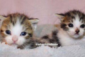 11-year-old Girl Rescues 2 Orphaned Kittens Just in Time and Becomes Their Foster Mom