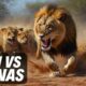 😱15 Craziest Animal Fights Caught on Camera (MUST WATCH) - ANIMAL WORLD 🌎