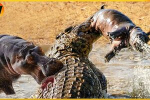 15 Crazy Moments! Injured Crocodile Attacks Giant Hippo, What Happens Next? Animal World