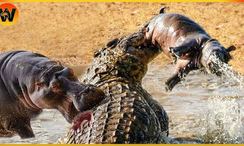 15 Crazy Moments! Injured Crocodile Attacks Giant Hippo, What Happens Next? Animal World