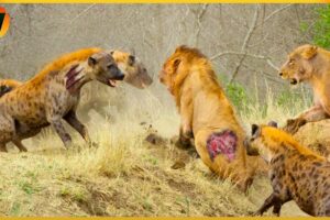 15 Crazy Moments! Injured Hyena Fights Lion and Wild Animals | Animal World