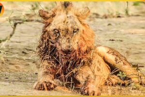 15 Crazy Moments! Sick Lion Injured Due To Animal Fight | Animal World