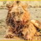 15 Crazy Moments! Sick Lion Injured Due To Animal Fight | Animal World