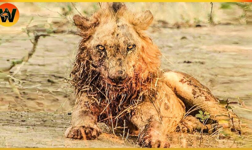 15 Crazy Moments! Sick Lion Injured Due To Animal Fight | Animal World
