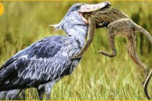 15 Cruelest Birds of Prey Moments | SHOEBILL STORK - The Jurassic Master Hunter | Animal Fights