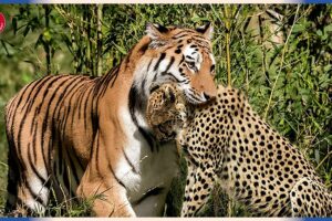 15 Deadliest Tiger Attacks Caught on Camera | Animal Attacks