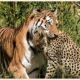 15 Deadliest Tiger Attacks Caught on Camera | Animal Attacks