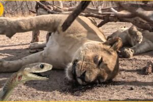 15 Incredible Moments When Animals Are Attacked By Snake Venom | Animal Fights