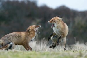 15 Moments Of Brutal Foxes Hunting Mercilessly PART 2 | Animal Fight
