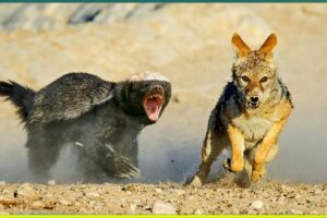 15 Most Fearless Moments of Honey Badger and Wolverine Attacking Other Animals