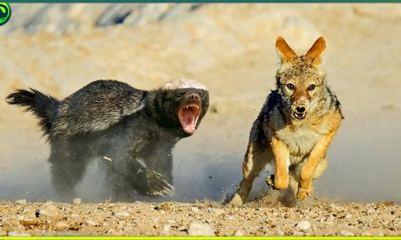 15 Most Fearless Moments of Honey Badger and Wolverine Attacking Other Animals