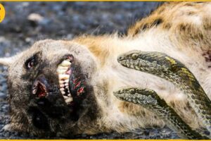15 Painful Moments When Animals Are Attacked By Snake Venom | Animal Fights