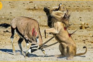 15 Scary Moments When Deadly Horns Crush Predators | Wild Animal Fights
