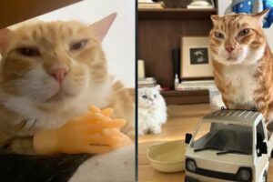 Try Not To Laugh 🤣 New Funny Cats Video 😹 - Fails of the Week Part 15