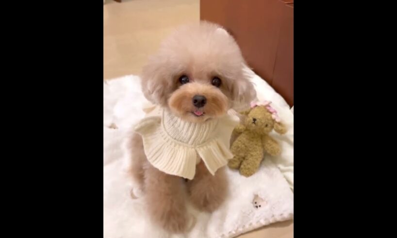 Cutest Puppies Ever #dog #puppies #cute #funnydogs #viral #reels #pawsitivevibe