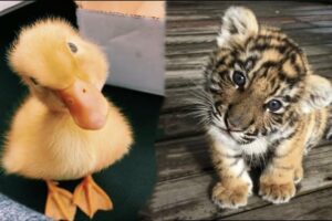 Cute Baby Animals Videos Compilation | Funny and Cute Moment of the Animals #30 - Cutest Animals