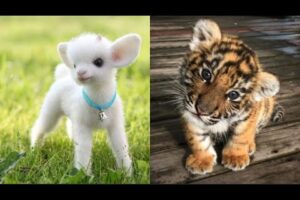 Cute Baby Animals Videos Compilation | Funny and Cute Moment of the Animals #28 - Cutest Animals