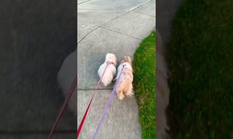 Cute puppies 🐶🥰