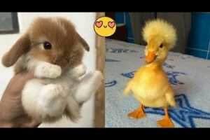 Cute Baby Animals Videos Compilation | Funny and Cute Moment of the Animals - Part 52