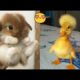 Cute Baby Animals Videos Compilation | Funny and Cute Moment of the Animals - Part 52