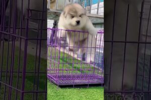 cute puppies funny moment cute overload #hellomochi #cute #funnydogs #funnyanimals #alaskanmalamute