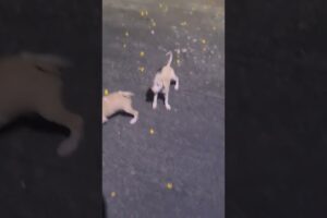 cutest puppies🌹🌹🌹