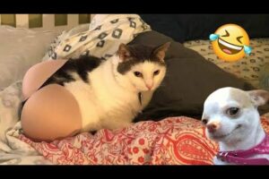 Try Not To Laugh Cats And Dogs Videos 😁 - Best Funniest Animals Video 2024 #6