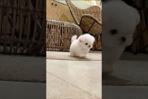 cute puppies funny moment cute overload #hellomochi #cute #funnydogs #funnyanimals #bichon